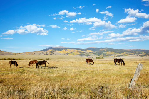 Horses grazing on the Colorado prairie during autumn.