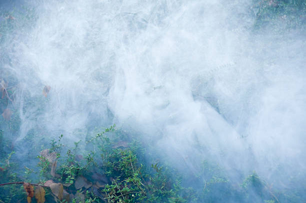 istock Mystical fog and smoke in a bush 183039018