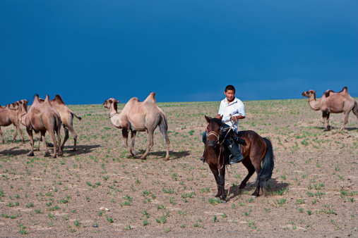 Mongolian boy riding a horse and herding camels. Cloudy sky on the background.http://bem.2be.pl/IS/mongolia_380.jpg