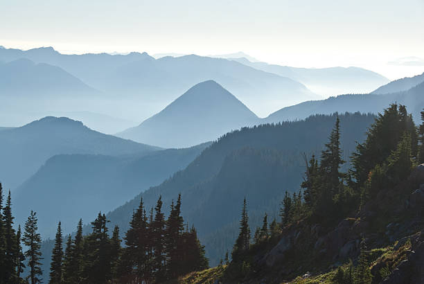 Trees and Foggy Mountain Peaks In September and October, the Puget Sound country is often blanketed with fog all day. To get out of the fog and into sunshine just drive above it into the mountains. This view of the foggy lowlands was photographed toward sunset from Paradise at Mount Rainier National Park, Washington State, USA. jeff goulden mount rainier national park stock pictures, royalty-free photos & images