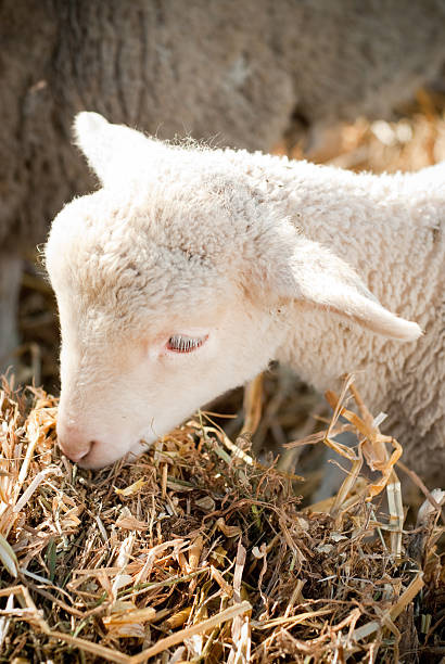 Kleine Lamm – Foto