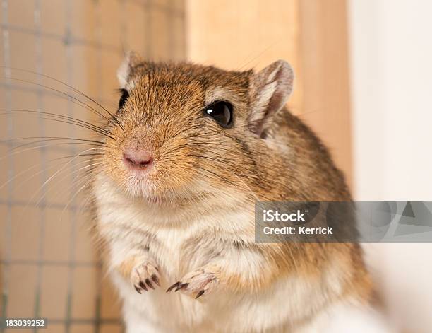 Sie Lächelnrennmaus In Cage Stockfoto und mehr Bilder von Einzelnes Tier - Einzelnes Tier, Extreme Nahaufnahme, Fotografie