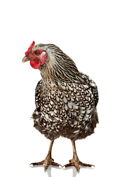 white hen isolated on white