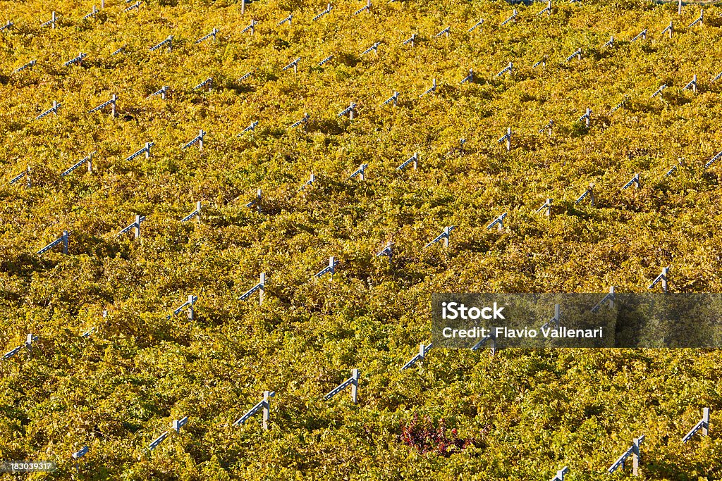 Amarillo Autumnal viñedos - Foto de stock de Agricultura libre de derechos