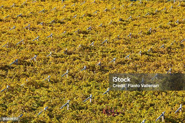 Amarillo Autumnal Viñedos Foto de stock y más banco de imágenes de Agricultura - Agricultura, Aire libre, Ajardinado