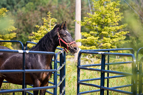 Brown Horse