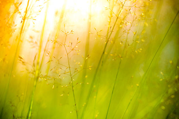 실루엣 야생화 있는 동안 해질녘까지 메도 - wildflower vibrant color outdoors full frame 뉴스 사진 이미지
