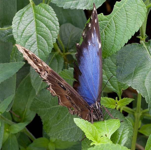 mariposa - lepidopteron fotografías e imágenes de stock