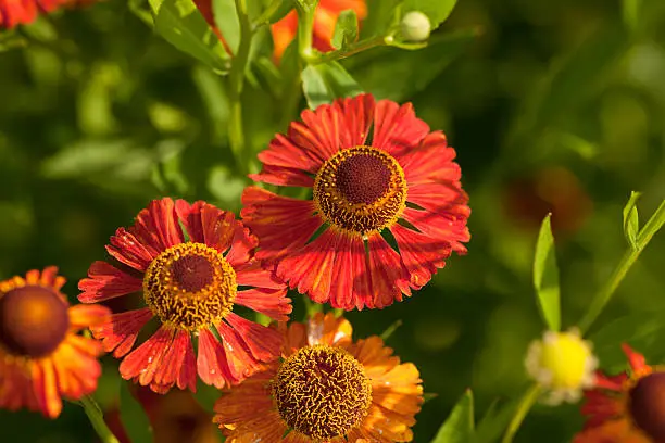 Helenium Autumnale is native to Missouri and is also known as Helen's Flower. In aRGB color for beautiful prints.Need more options Click on a lightbox below for similar files.