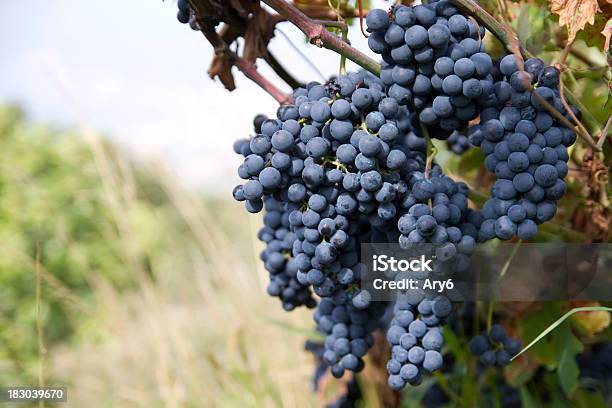 Uva In Autunno - Fotografie stock e altre immagini di Adulto - Adulto, Agricoltura, Ambientazione esterna