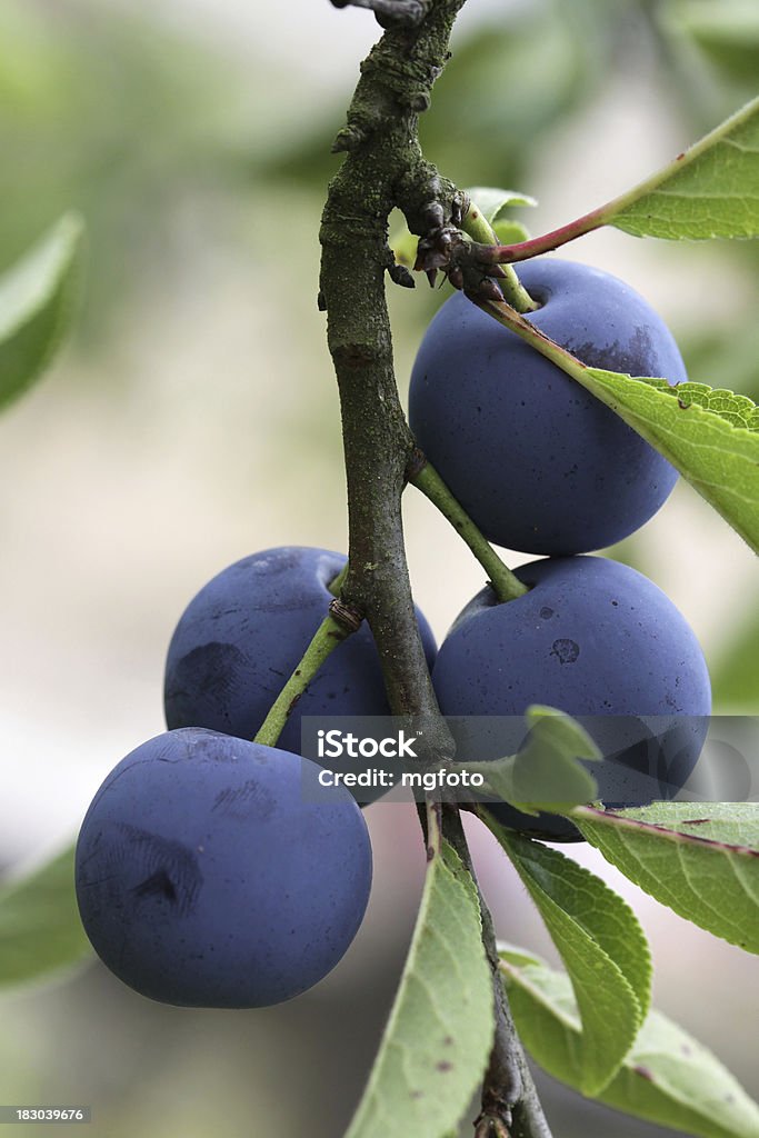 Ameixas em uma árvore - Foto de stock de Ameixa - Fruta royalty-free