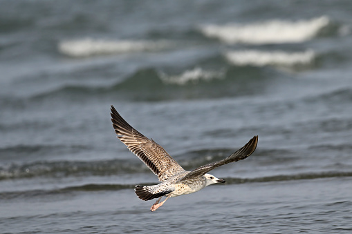 young Caspian gull