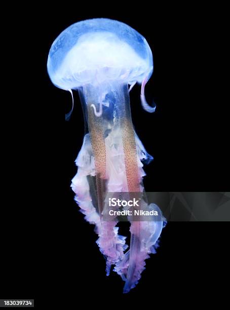 Foto de Águaviva e mais fotos de stock de Medusa - Cnidário - Medusa - Cnidário, Tentáculo, Animal