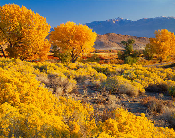 Autumn Cottonwood Trees