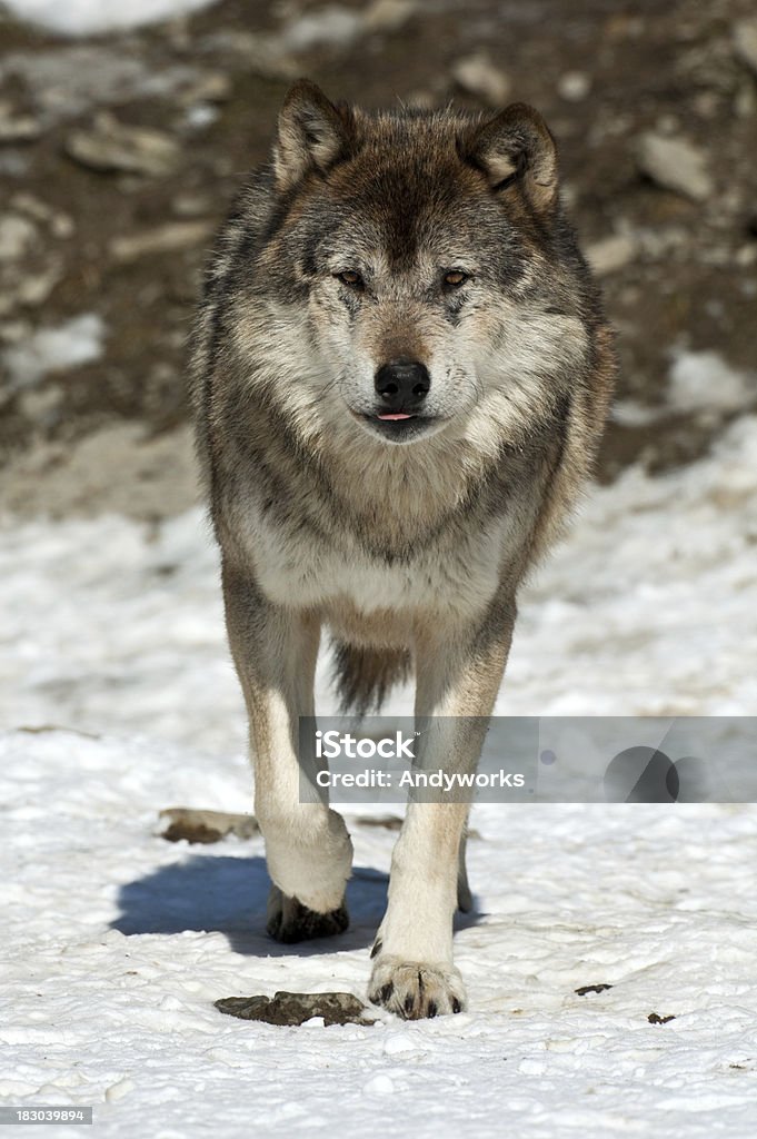 Fuß Gray Wolf - Lizenzfrei Vorderansicht Stock-Foto