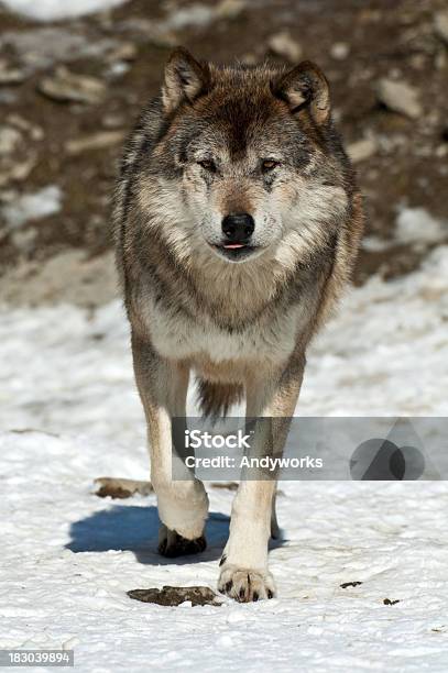 Fuß Gray Wolf Stockfoto und mehr Bilder von Vorderansicht - Vorderansicht, Wolf, Einzelnes Tier