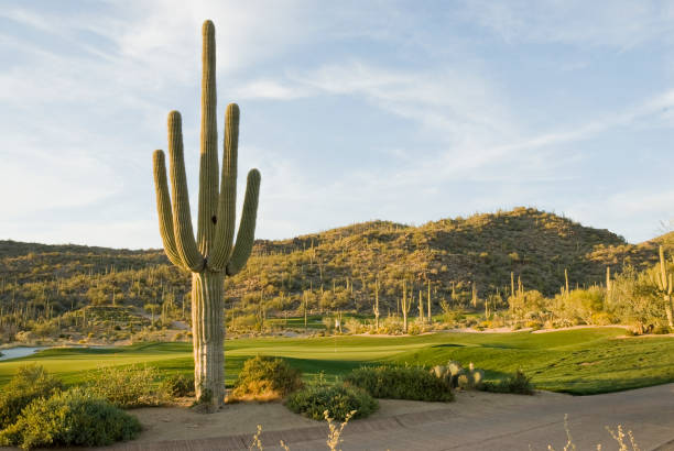 istock Desert Golf Course Sunset, Saguaro, Dove Mountain, Tucson, Arizona 183040055