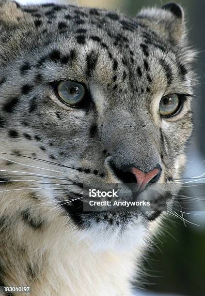 Snow Leopard Nahaufnahme Uncia Unc Stockfoto und mehr Bilder von Schneeleopard - Schneeleopard, Einzelnes Tier, Fotografie