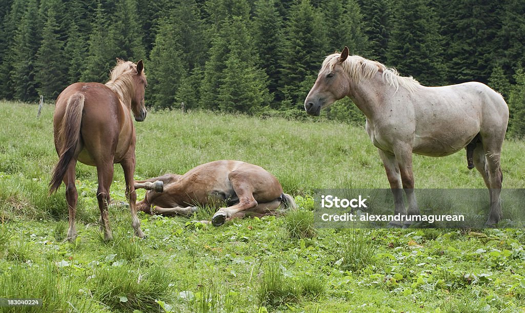 Konie w naturze - Zbiór zdjęć royalty-free (Fotografika)