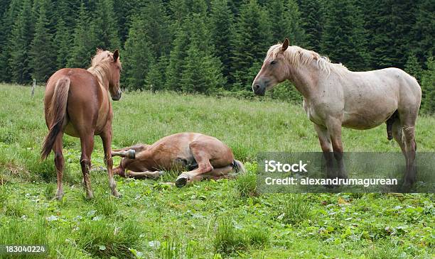 Konie W Naturze - zdjęcia stockowe i więcej obrazów Fotografika - Fotografika, Góra, Horyzontalny
