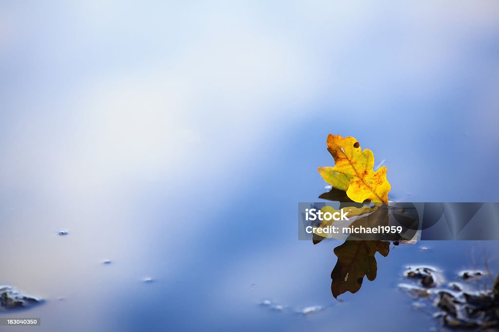 Осенний дубовый в воде - Стоковые фото Вода роялти-фри