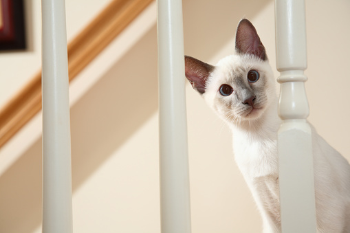 Siamese kitten looking through railing posts on a household stairway. Zoom in for better eye detail.