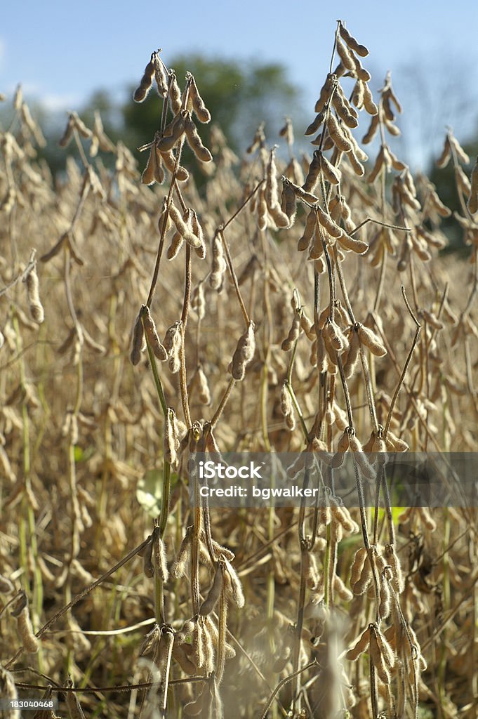 Field of soybeans in morning with blue sky background Field of soybeans on a sunny morning. Agriculture Stock Photo
