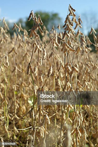 Field Of Soybeans In Morning With Blue Sky Background Stock Photo - Download Image Now