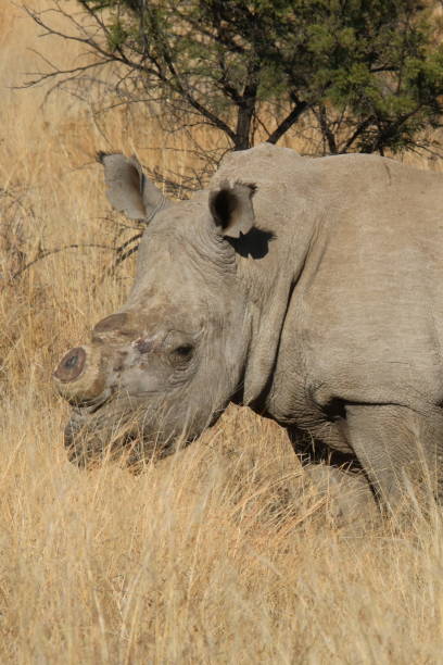 istock De-horned rhino - Pilansberg 1830406167
