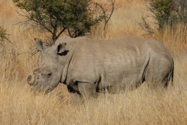 istock De-horned rhino - Pilansberg 1830406652