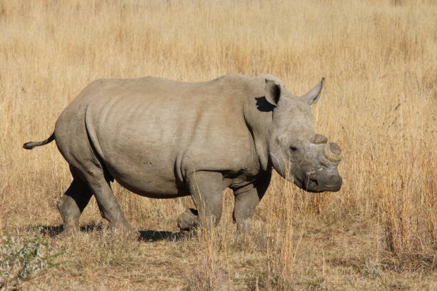 rhinocéros écornu - pilansberg - pilanesberg national park photos photos et images de collection