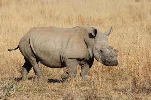 De-horned African white rhinoceros