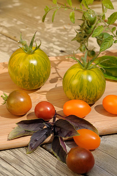 エアルームトマト - heirloom tomato zebra tomato tomato organic ストックフォトと画像