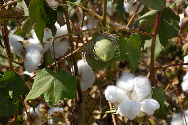 istock Close-up of Cotton Bolls on Plant 183041123