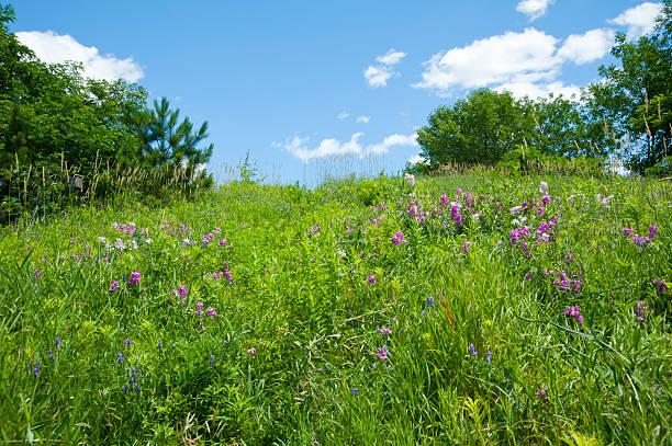 istock Sweet pea Reach for the Sky 183041266