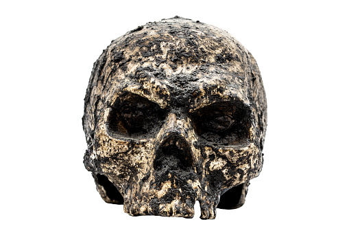 Human skull on stone