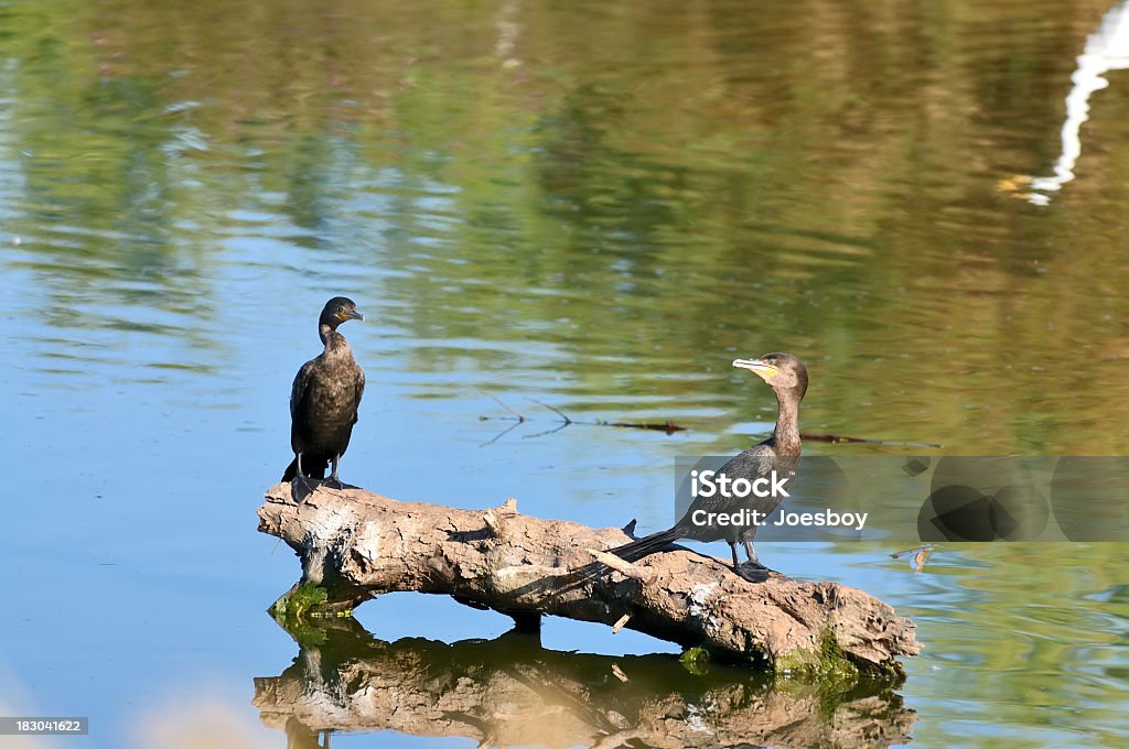 Cormorano Neotropic, Phalacrocorax brasilianus, coppia - Foto stock royalty-free di Phoenix - Arizona