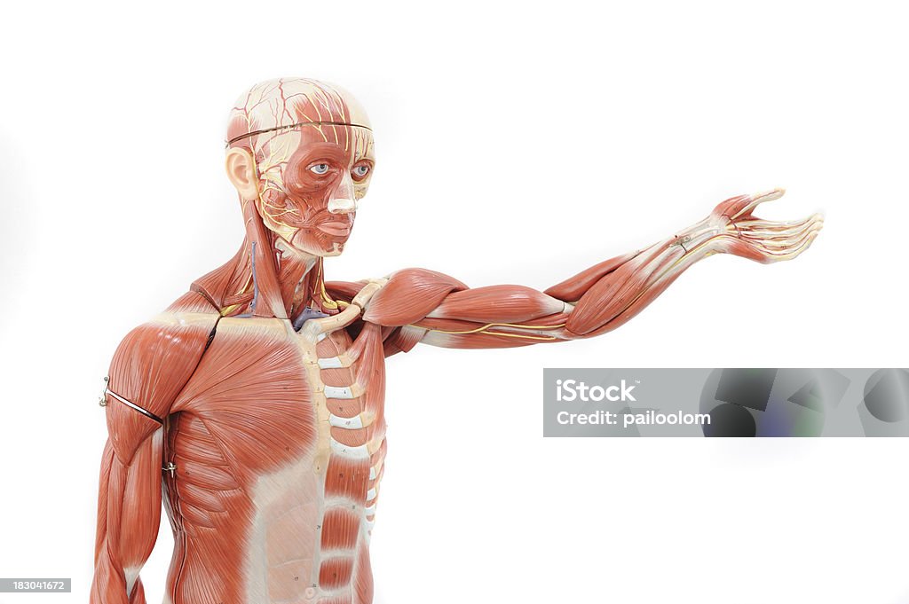 Menschliche Anatomie  - Lizenzfrei Muskulös Stock-Foto