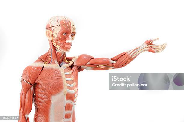 Menschliche Anatomie Stockfoto und mehr Bilder von Muskulös - Muskulös, Kleiderpuppe, Anatomie