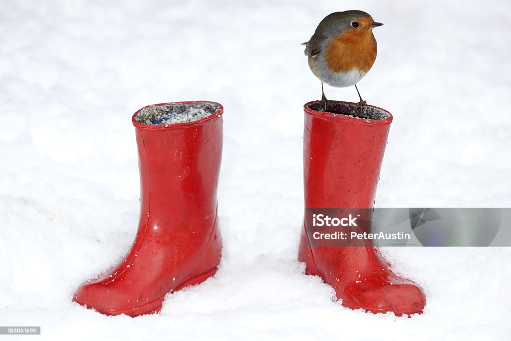Two Red Boots and a Robin - XXXL English Robin perching on one of two childs red boots. Robin Stock Photo