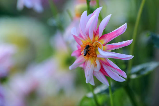 istock Autumn blooming plant Dahlia 1830417998