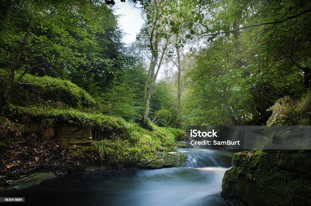 Arroyo del Bosque Mágico - Foto de stock de Agua libre de derechos