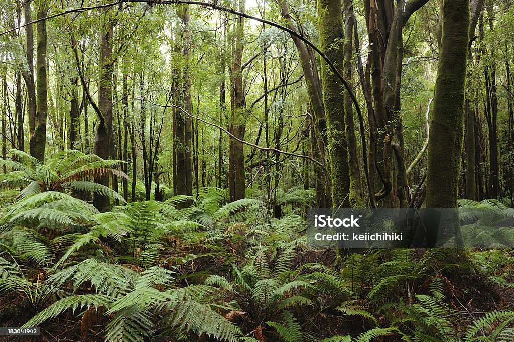 Franklin Gordon National Park in Tasmania - Foto de stock de Tasmania libre de derechos