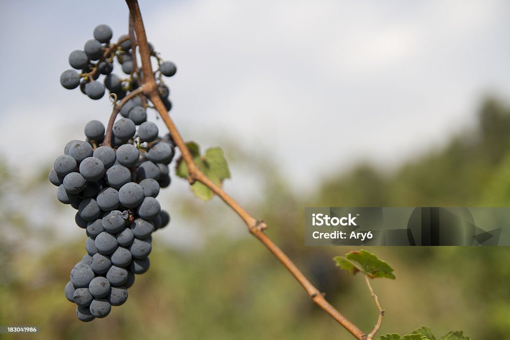 Uva in autunno - Foto stock royalty-free di Adulto