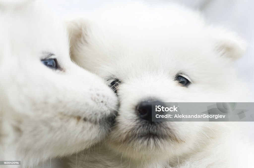 Baby Küssen Samojeden-Klößchen, der nur wenige Wochen alten - Lizenzfrei Welpe Stock-Foto