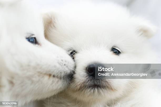 Adorabile Baciare Samoiedo Fritta Solo Poche Settimane - Fotografie stock e altre immagini di Cagnolino