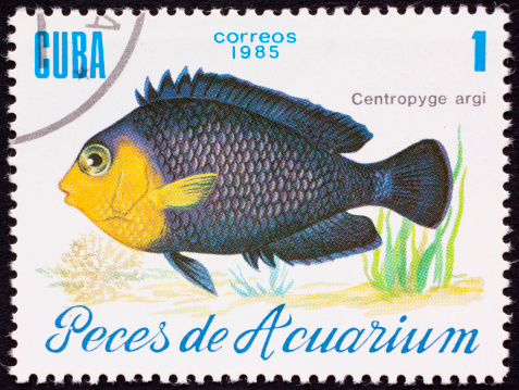 Stamp showing tropical aquarium fish