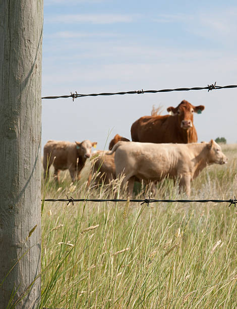 Vacas emoldurada por cerca de correio está em foco - foto de acervo