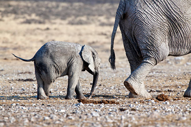 istock Young elephant behind the mother, Etosha National Park, Namibia 183042529