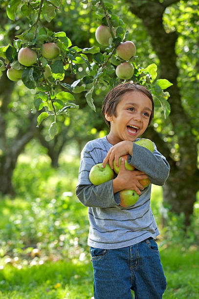 diversión recopilar manzanas - apple orchard child apple fruit fotografías e imágenes de stock